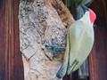 27_specht_9677
