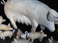 31_schweine_434