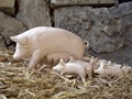 32_schwein_mit_ferkel_0000