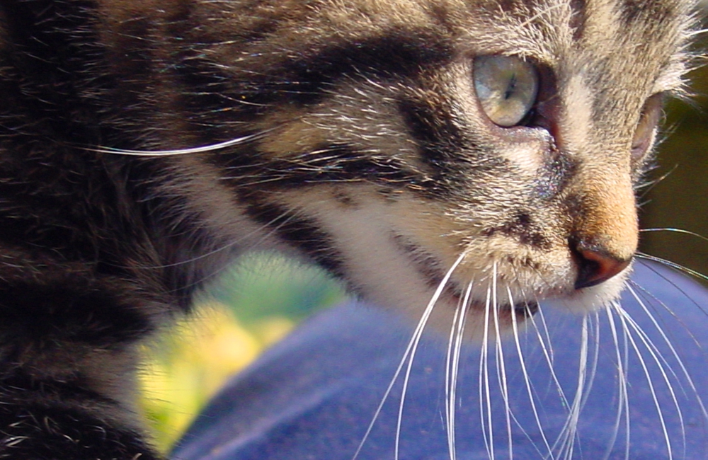 01_Boeschs_Katzenkinder_1329