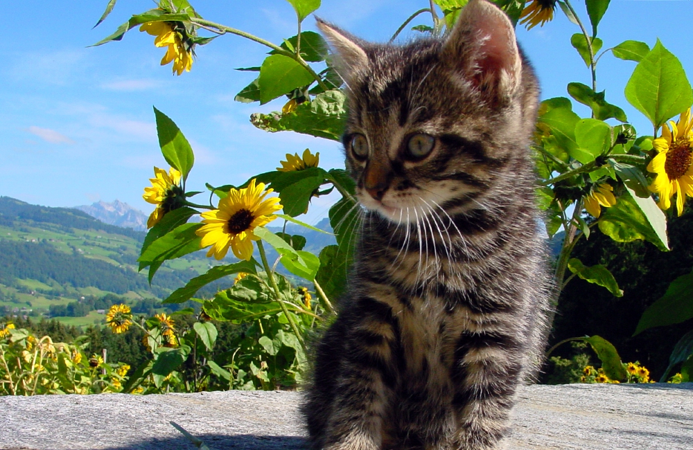 02_Boeschs_Katzenkinder_1382