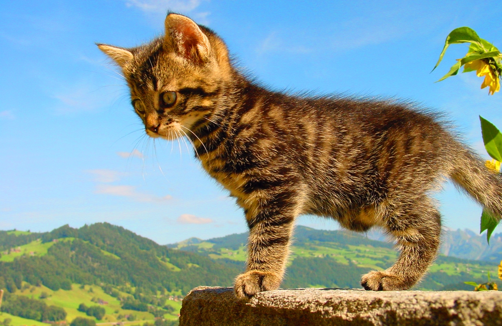 03_Boeschs_Katzenkinder_1386