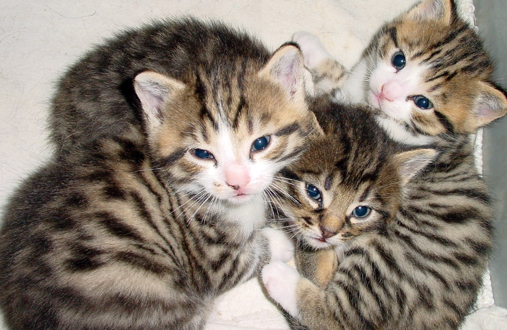 07_Boeschs_Katzenkinder_01924