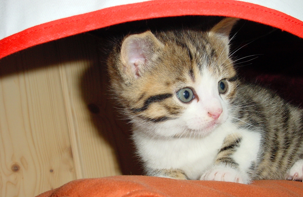 08_Boeschs_Katzenkinder_2023_2a
