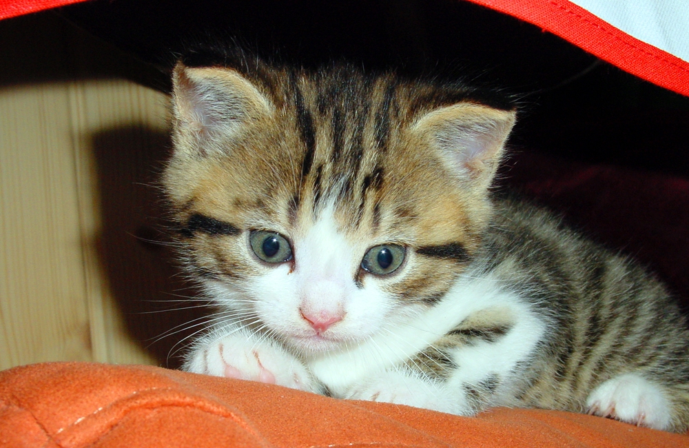 09_Boeschs_Katzenkinder_2026