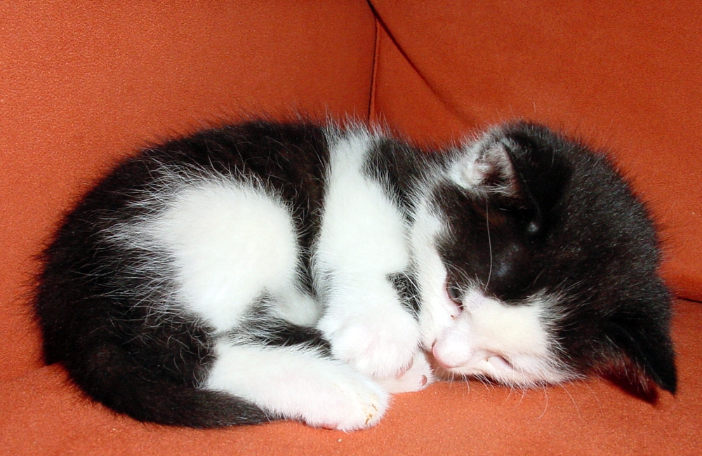 13_Boeschs_Katzenkinder_0968