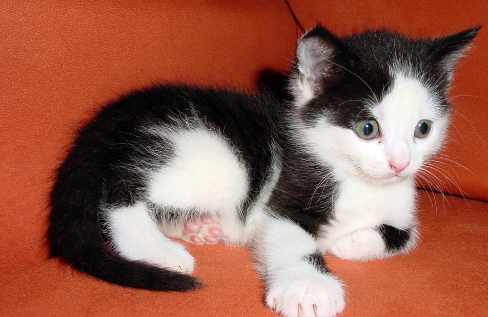 14_Boeschs_Katzenkinder_0970