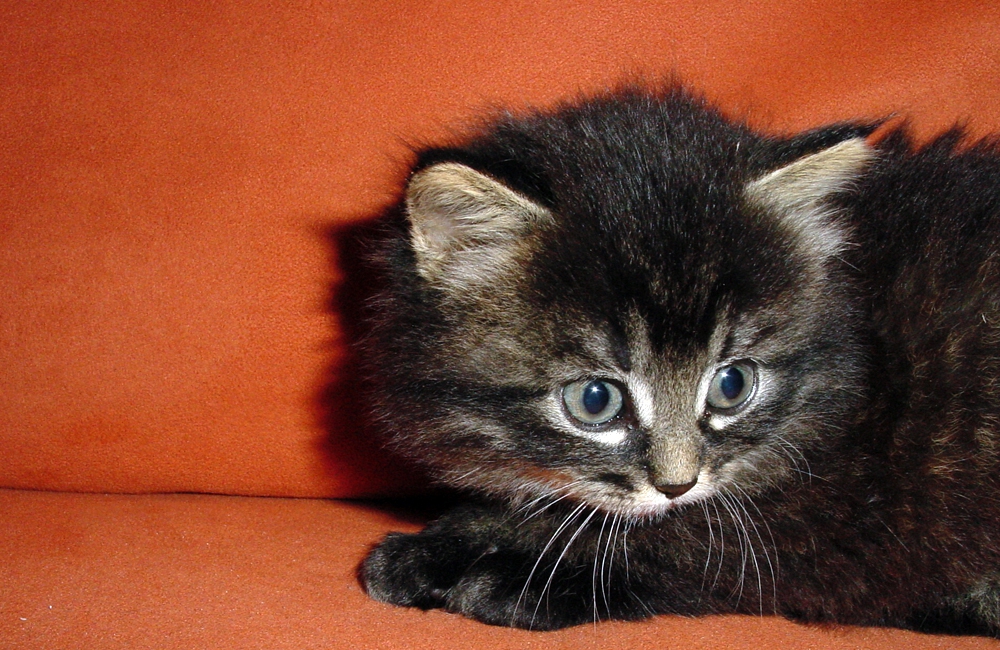 15_Boeschs_Katzenkinder_0989