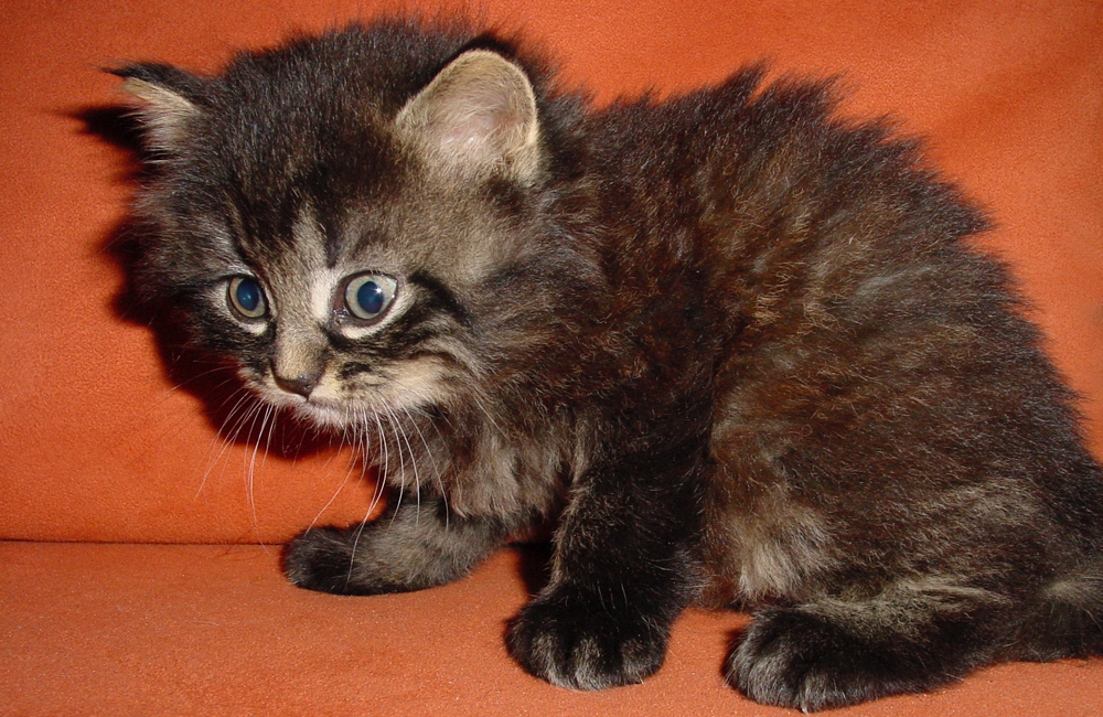 16_Boeschs_Katzenkinder_0991