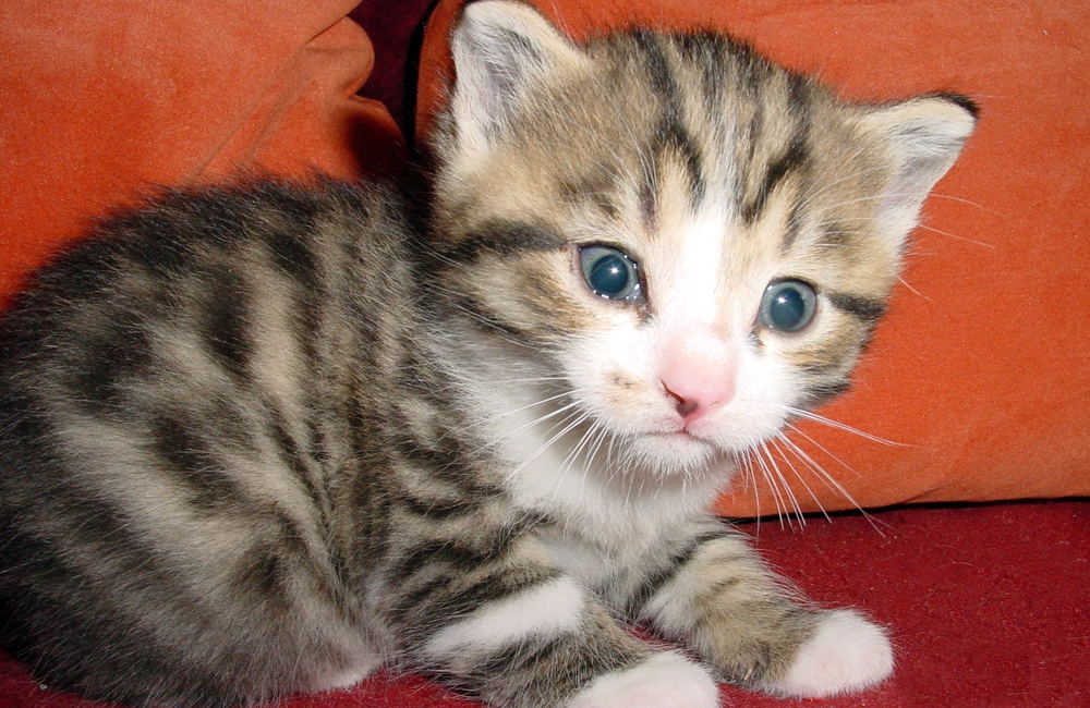 17_Boeschs_Katzenkinder_1920