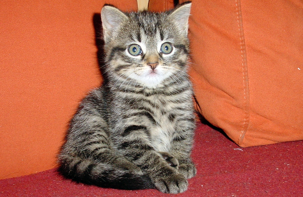 18_Boeschs_Katzenkinder_1977