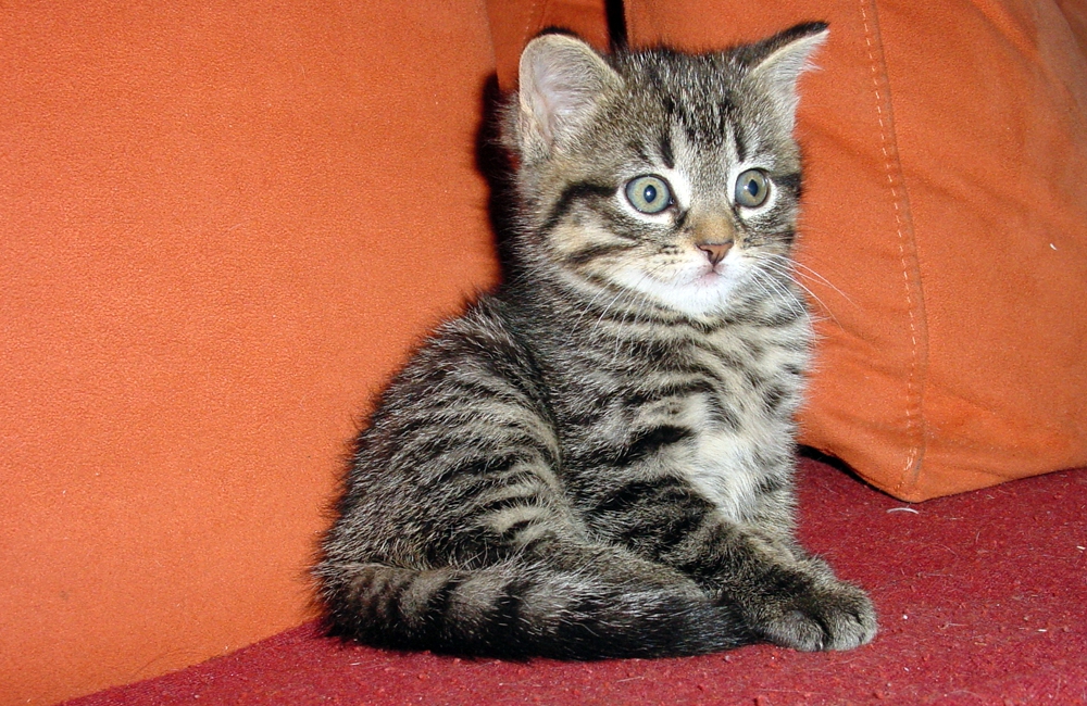 19_Boeschs_Katzenkinder_1980