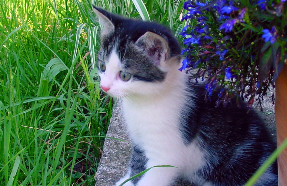 24_Boeschs_Katzenkinder_0710