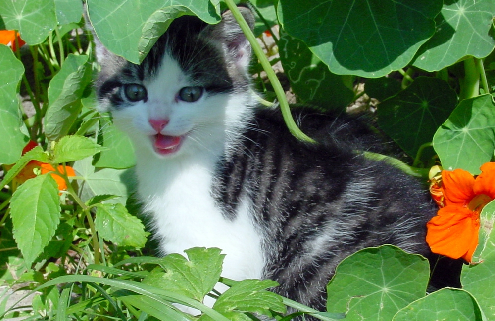 25_Boeschs_Katzenkinder_0729