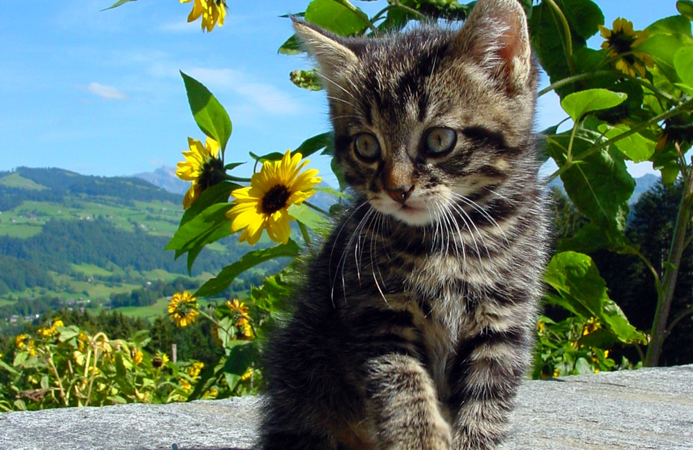 26_Boeschs_Katzenkinder_1380