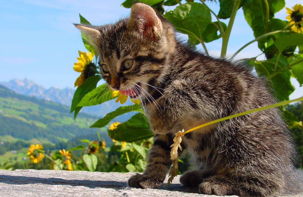 27_Boeschs_Katzenkinder_1333