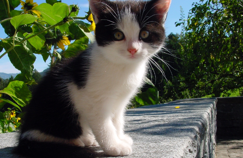 28_Boeschs_Katzenkinder_1398