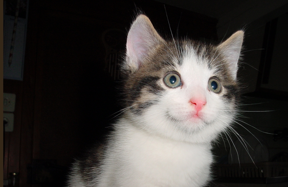 29_Boeschs_Katzenkinder_0026