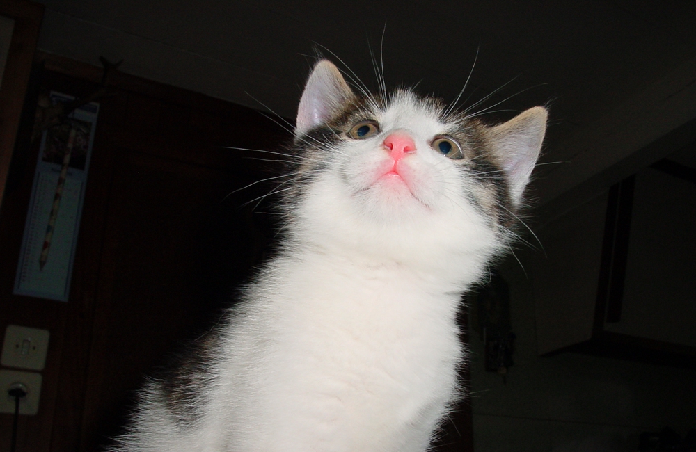 30_Boeschs_Katzenkinder_0028