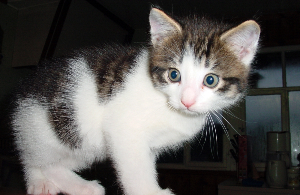 31_Boeschs_Katzenkinder_0062