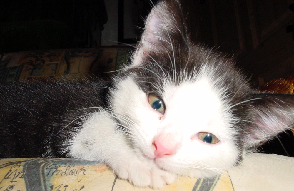 32_Boeschs_Katzenkinder_1042