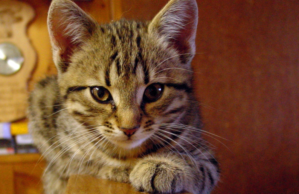 34_Boeschs_Katzenkinder_1220