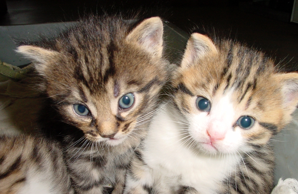 36_Boeschs_Katzenkinder_1931
