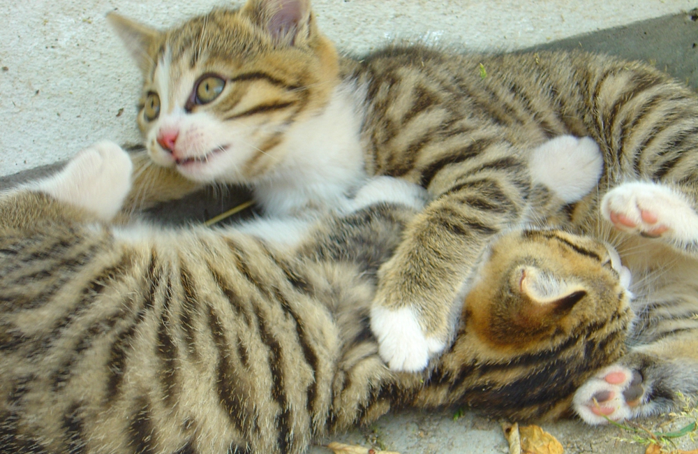 37_Boeschs_Katzenkinder_0087