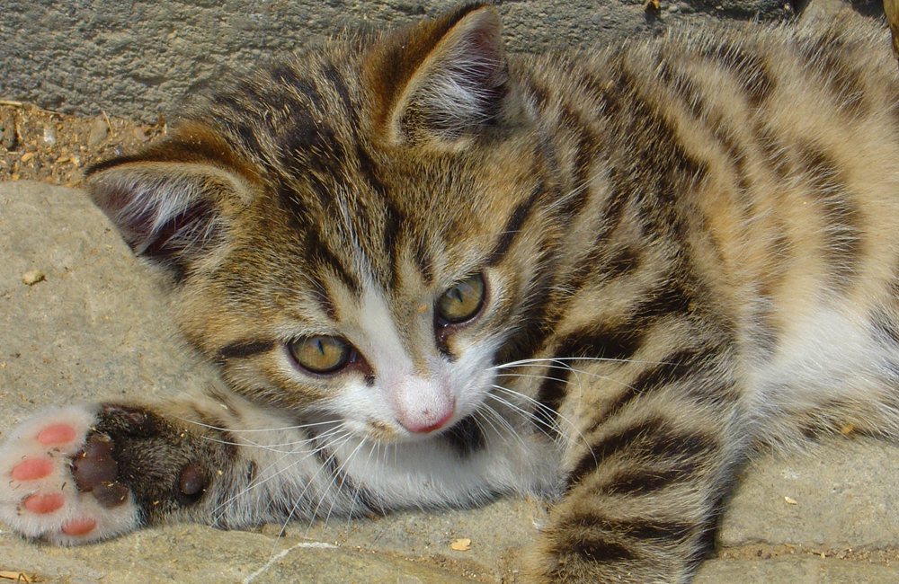 38_Boeschs_Katzenkinder_0051
