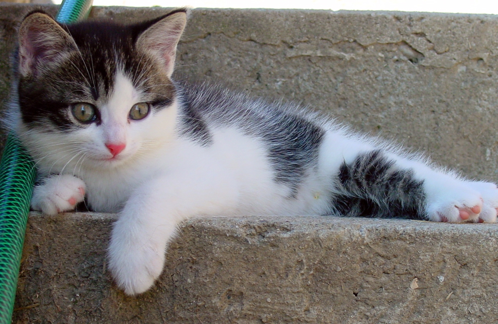 39_Boeschs_Katzenkinder_0740