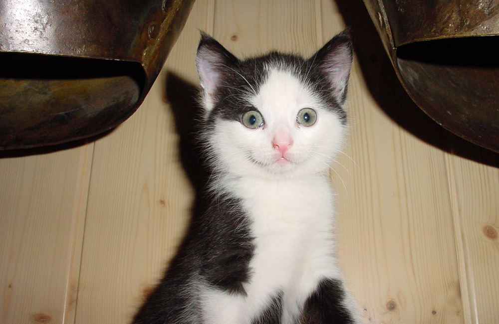 43_Boeschs_Katzenkinder_0957