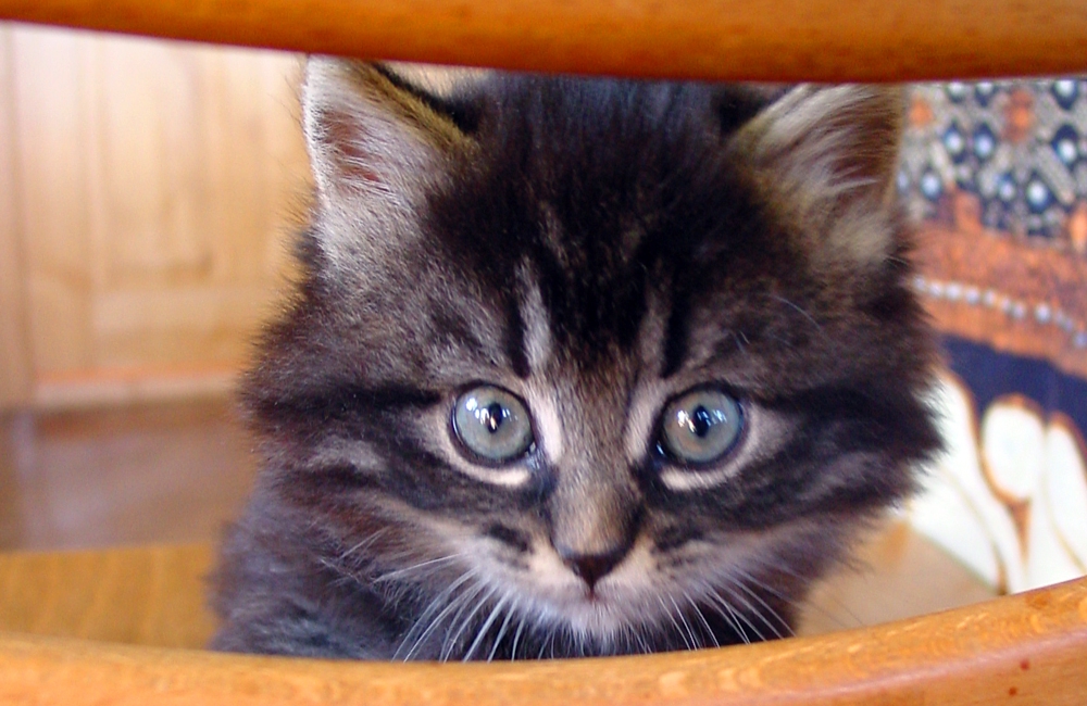 44_Boeschs_Katzenkinder_1994q
