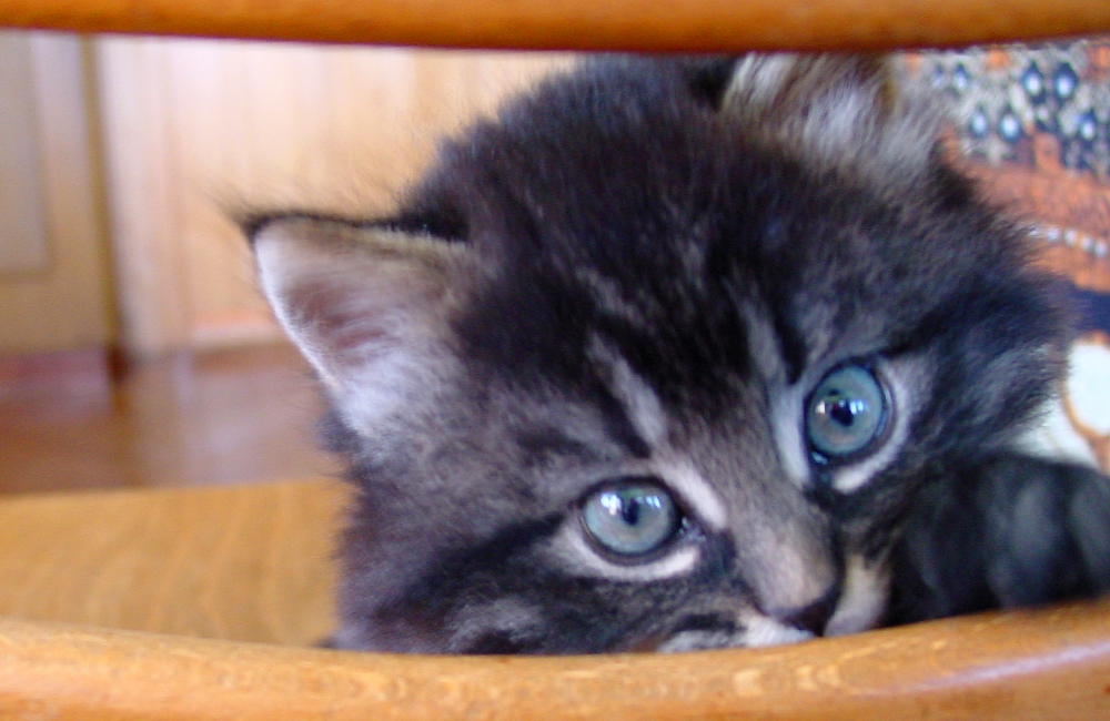 45_Boeschs_Katzenkinder_1013