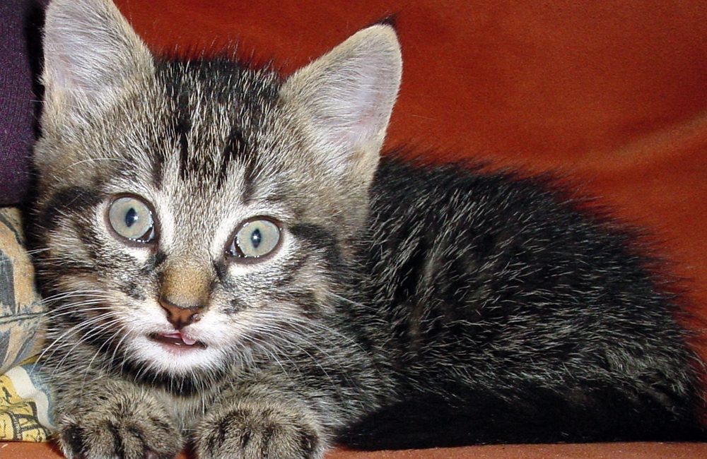 46_Boeschs_Katzenkinder_1345