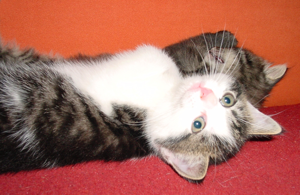 47_Boeschs_Katzenkinder_0653
