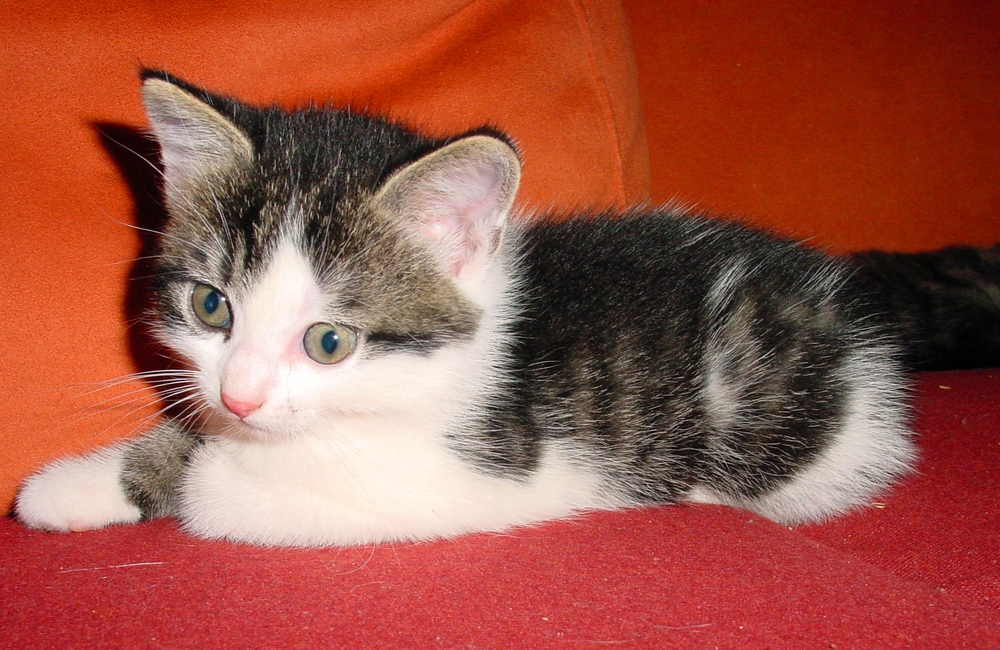 48_Boeschs_Katzenkinder_0658