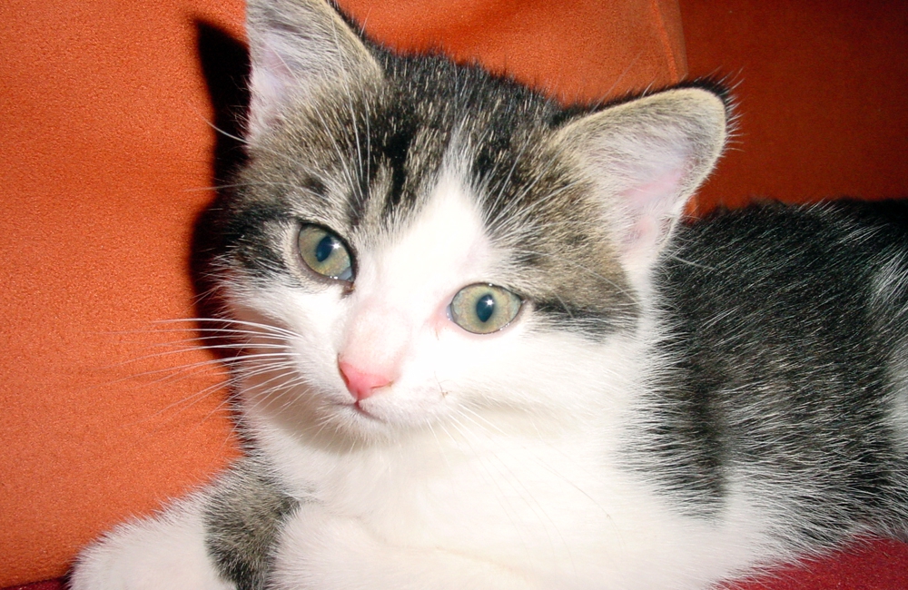 49_Boeschs_Katzenkinder_0660