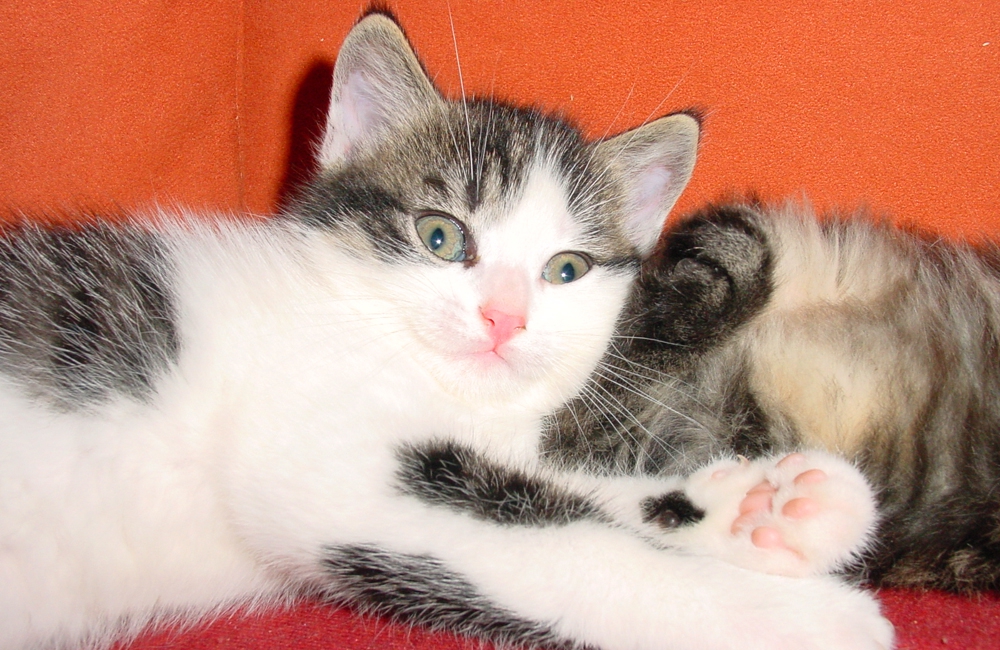 50_Boeschs_Katzenkinder_0677