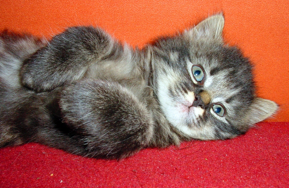 51_Erdmännli_oder_Katze_0675