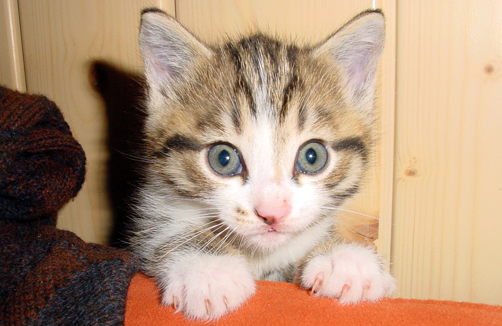 54_Boeschs_Katzenkinder_2053
