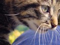 01_Boeschs_Katzenkinder_1329
