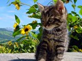 02_Boeschs_Katzenkinder_1382