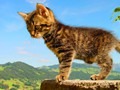 03_Boeschs_Katzenkinder_1386