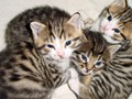 07_Boeschs_Katzenkinder_01924