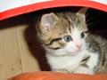 08_Boeschs_Katzenkinder_2023_2a