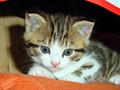 09_Boeschs_Katzenkinder_2026