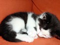 13_Boeschs_Katzenkinder_0968