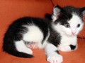 14_Boeschs_Katzenkinder_0970