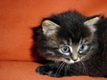 15_Boeschs_Katzenkinder_0989
