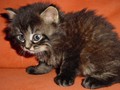 16_Boeschs_Katzenkinder_0991